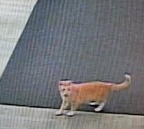 Security camera image of cat banned from Macalester College library