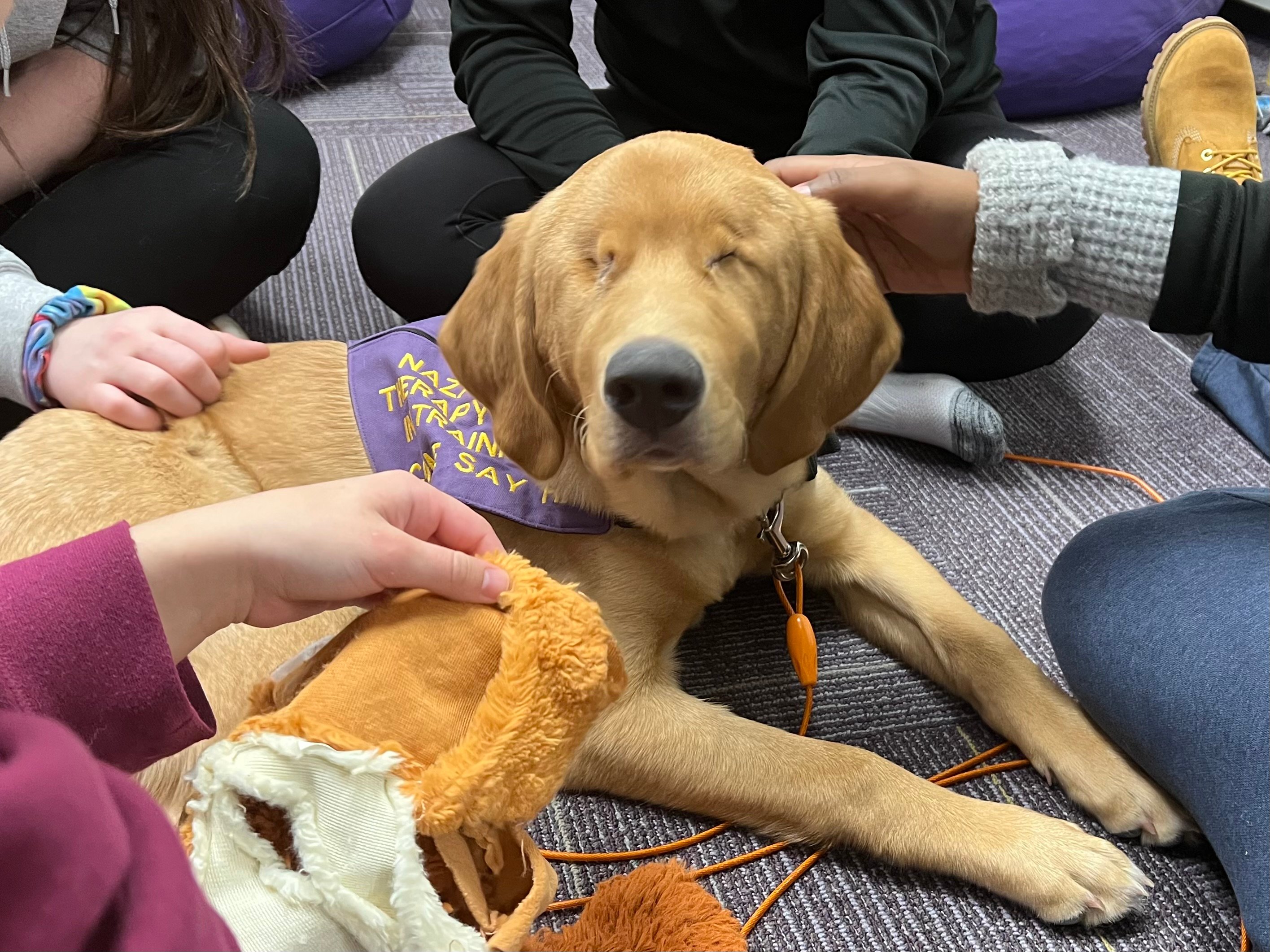 Tilly, a blind mixed-breed dog who looks like she's part golden retriever, wears a purple vest and is being petted by a number of students.