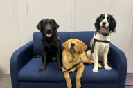 Three therapy dogs sit on a blue couch.