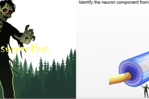Screenshots of the Zombie Resurrection game, one of a zombie and one asking students to identify a given neuron component (nodes of Ranvier) from a drop-down list.