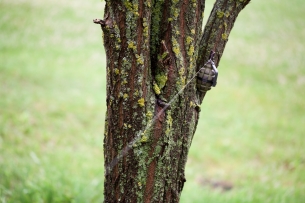 Trip wire attached to a grenade in a tree