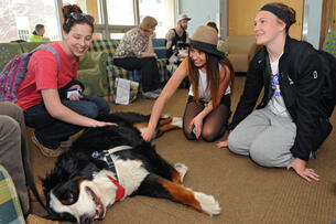 A group of students pet therapy dogs on a college campus