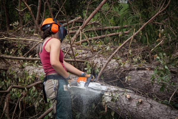 Student saws fallen tree