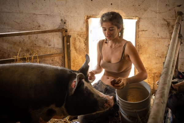 Student feeds pigs