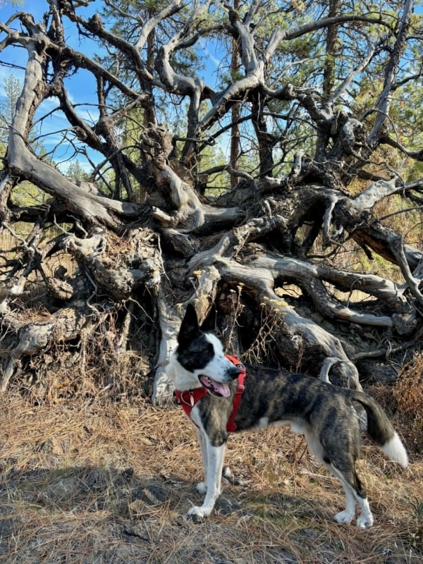 Photo of dog in front of tree